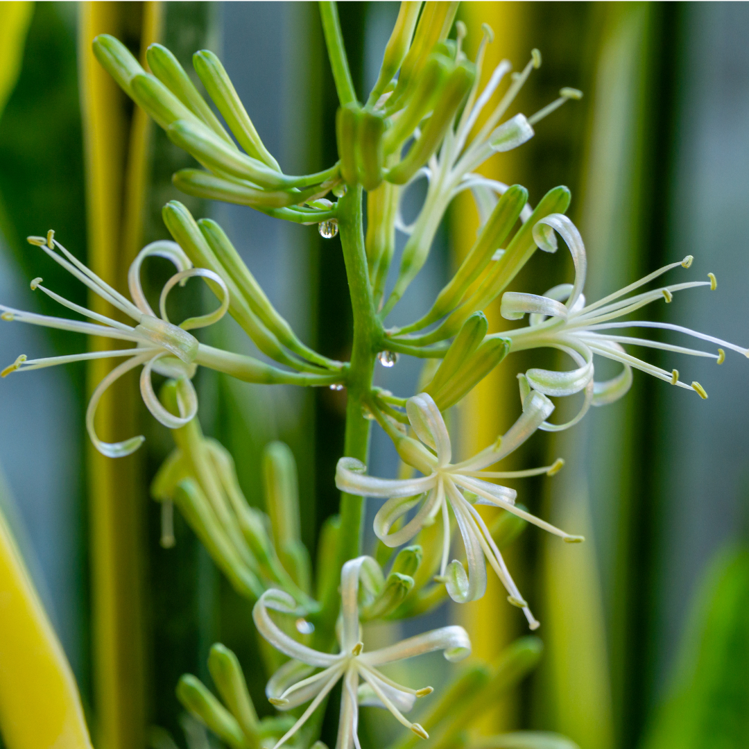 Sansevieria bloei