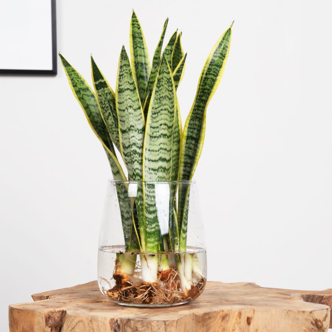 Sansevieria op water