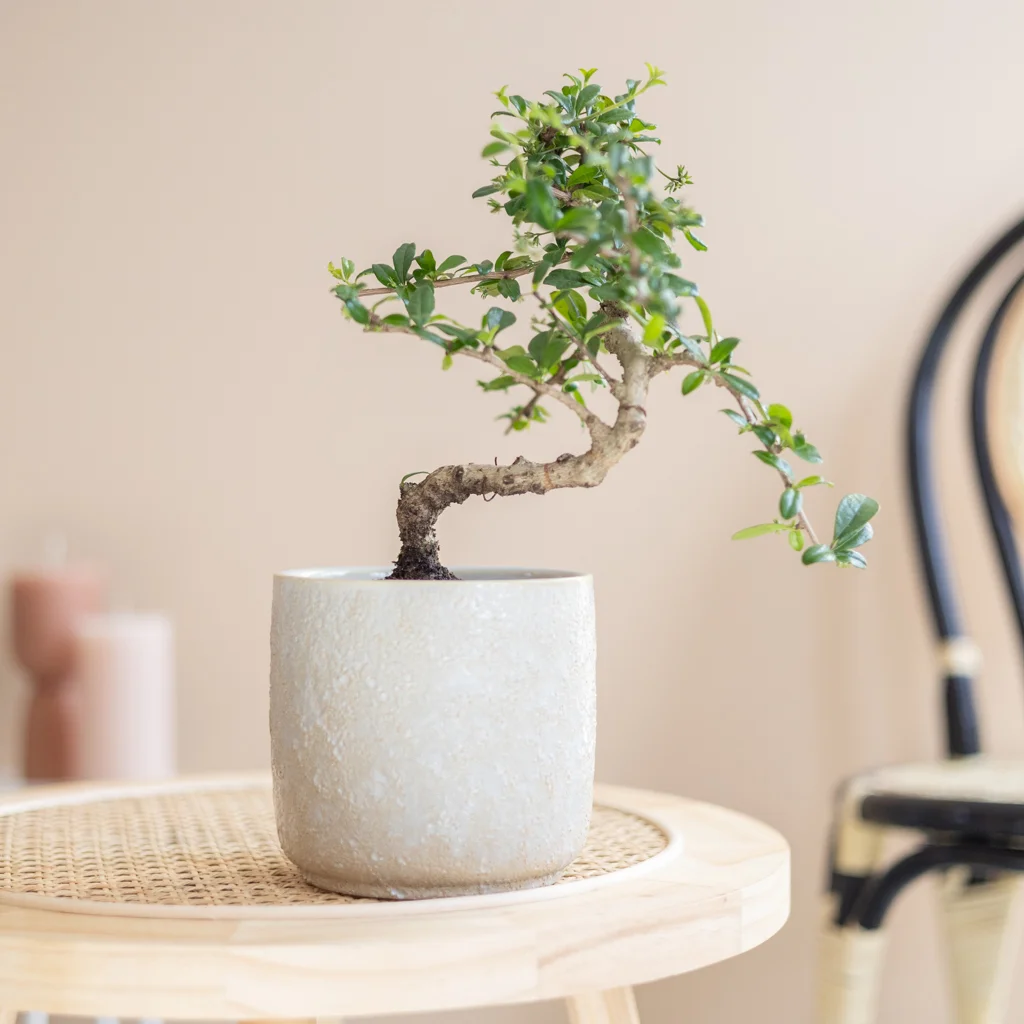 bonsai carmona in kwekerspot-1[1024]