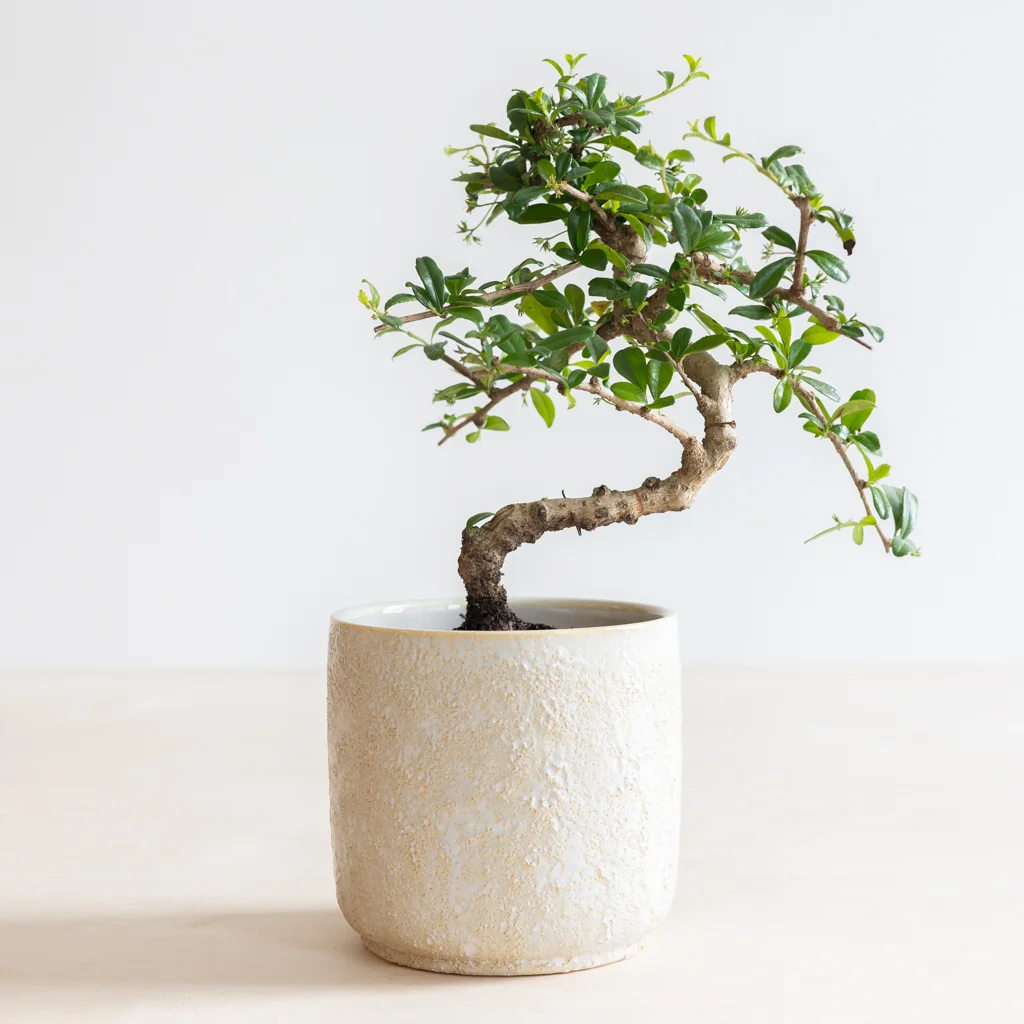 bonsai carmona in kwekerspot-2[1024]