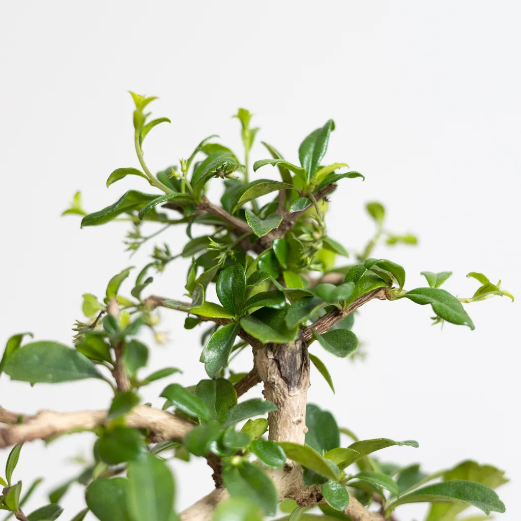 bonsai carmona in kwekerspot-5-[1024]