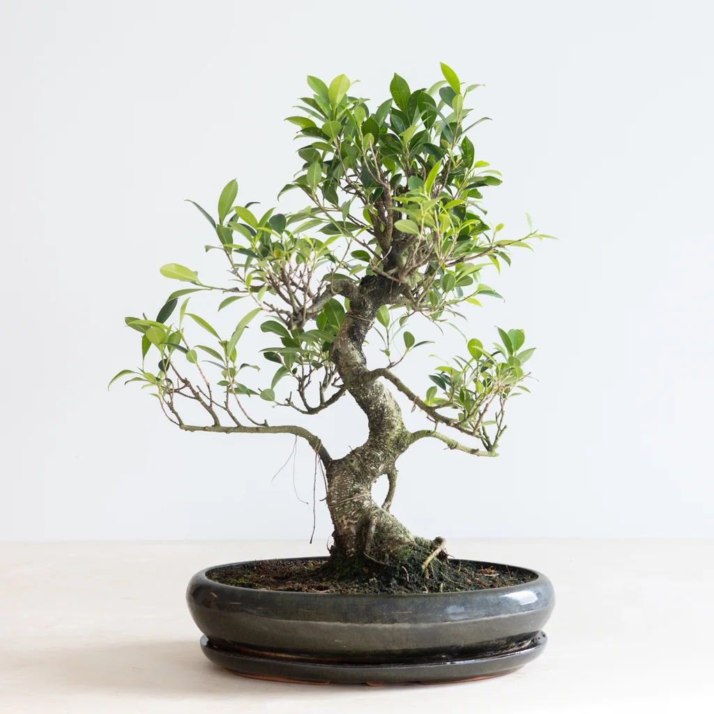 bonsai ficus-2[1024]