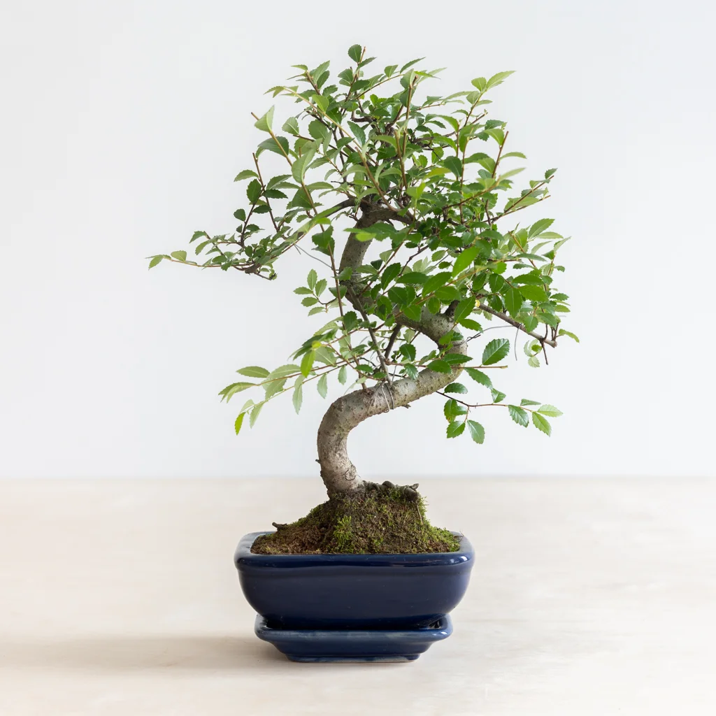 bonsai zelkova A-2[1024]