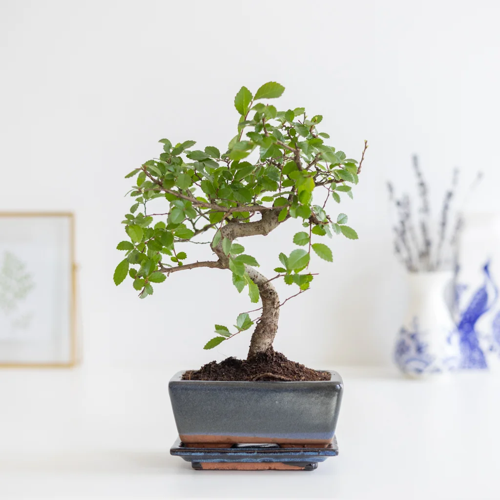 bonsai zelkova B-1-[1024]