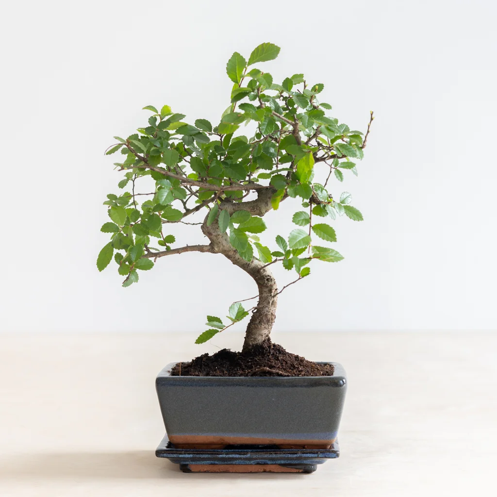 bonsai zelkova B-2-[1024]