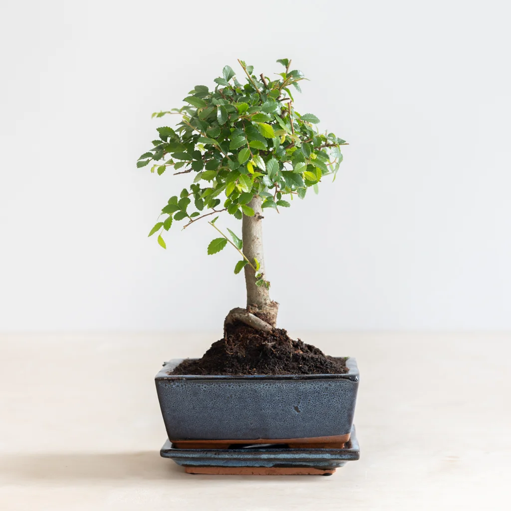 bonsai zelkova C-2-[1024]