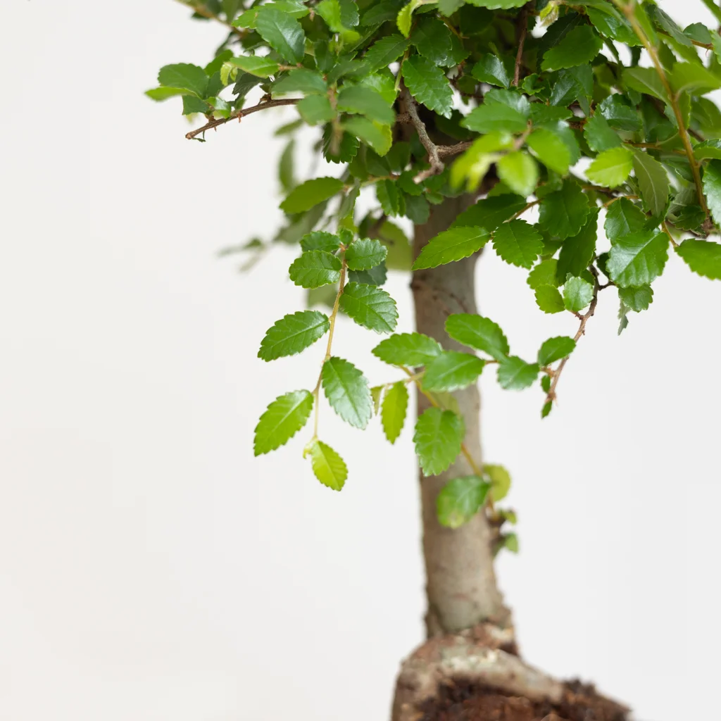 bonsai zelkova C-extra13-[1024]