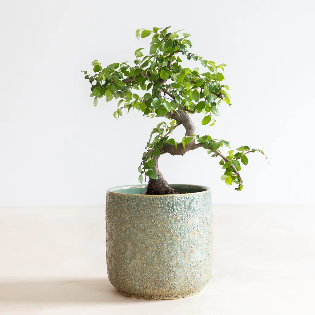 bonsai zelkova in kwekerspot-2[1024]