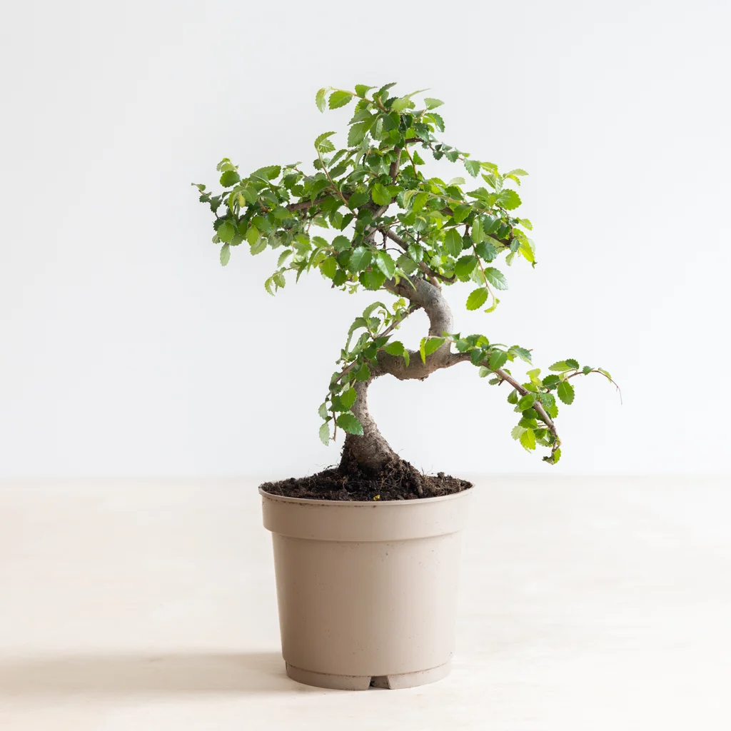 bonsai zelkova in kwekerspot-3[1024]
