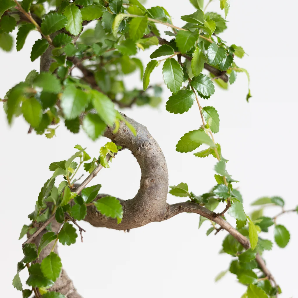 bonsai zelkova in kwekerspot-4[1024]