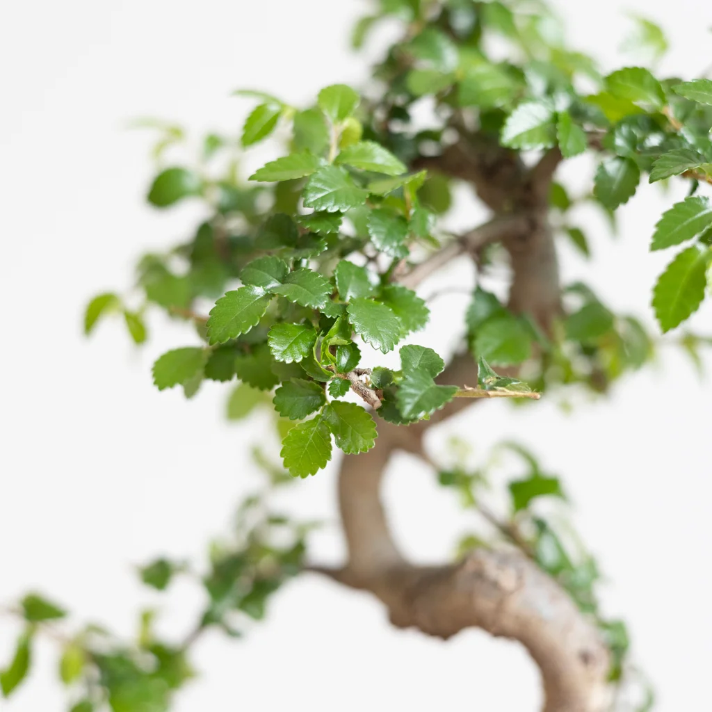 bonsai zelkova in kwekerspot-5[1024]