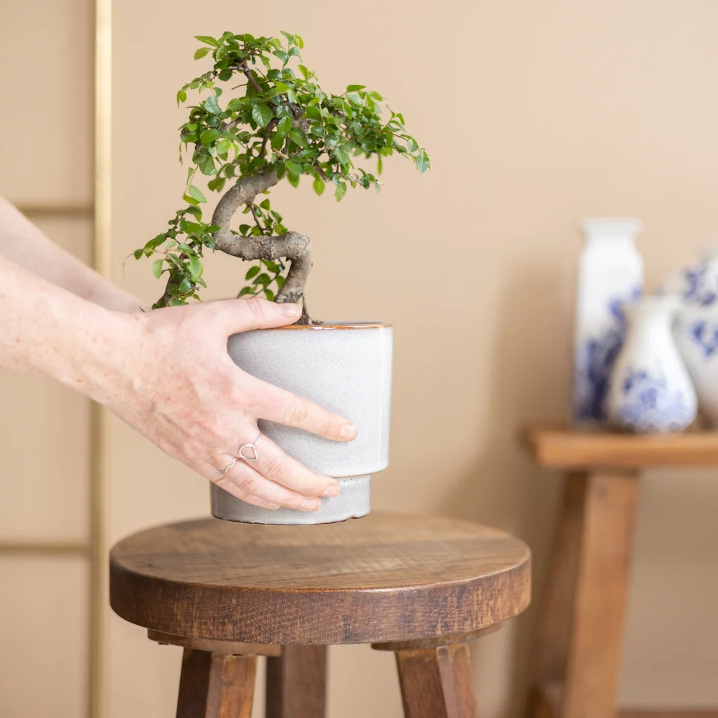 bonsai zelkova in kwekerspot-extra5-[1024]