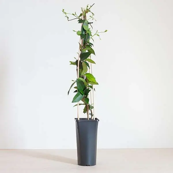 Trachelospermum jasmine