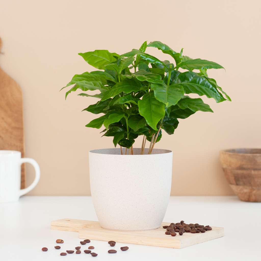 chef begrijpen mengsel Koffieplant - Coffea Arabica - P12 kopen online? - Plantje.nl