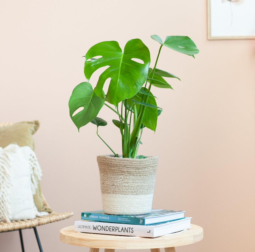 Monstera Deliciosa