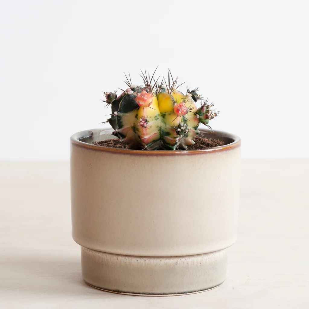 Gymno Cactus variegata