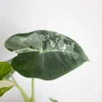 Alocasia Frydek variegata