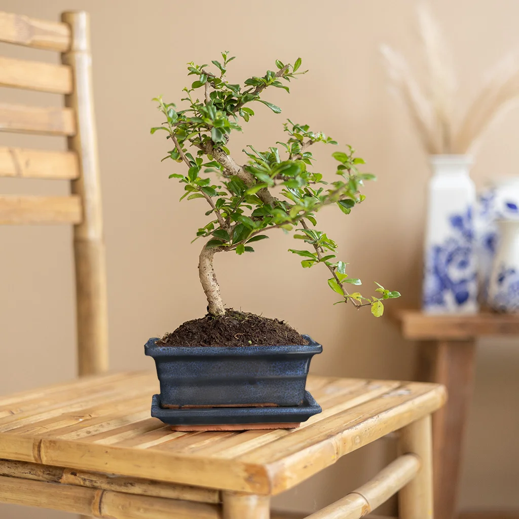 bonsai carmona blauw schaaltje1