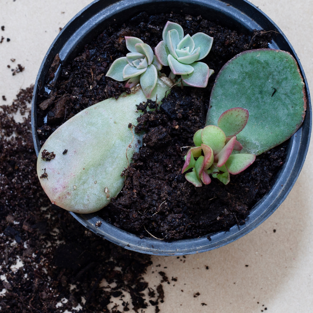 Echeveria verzorging