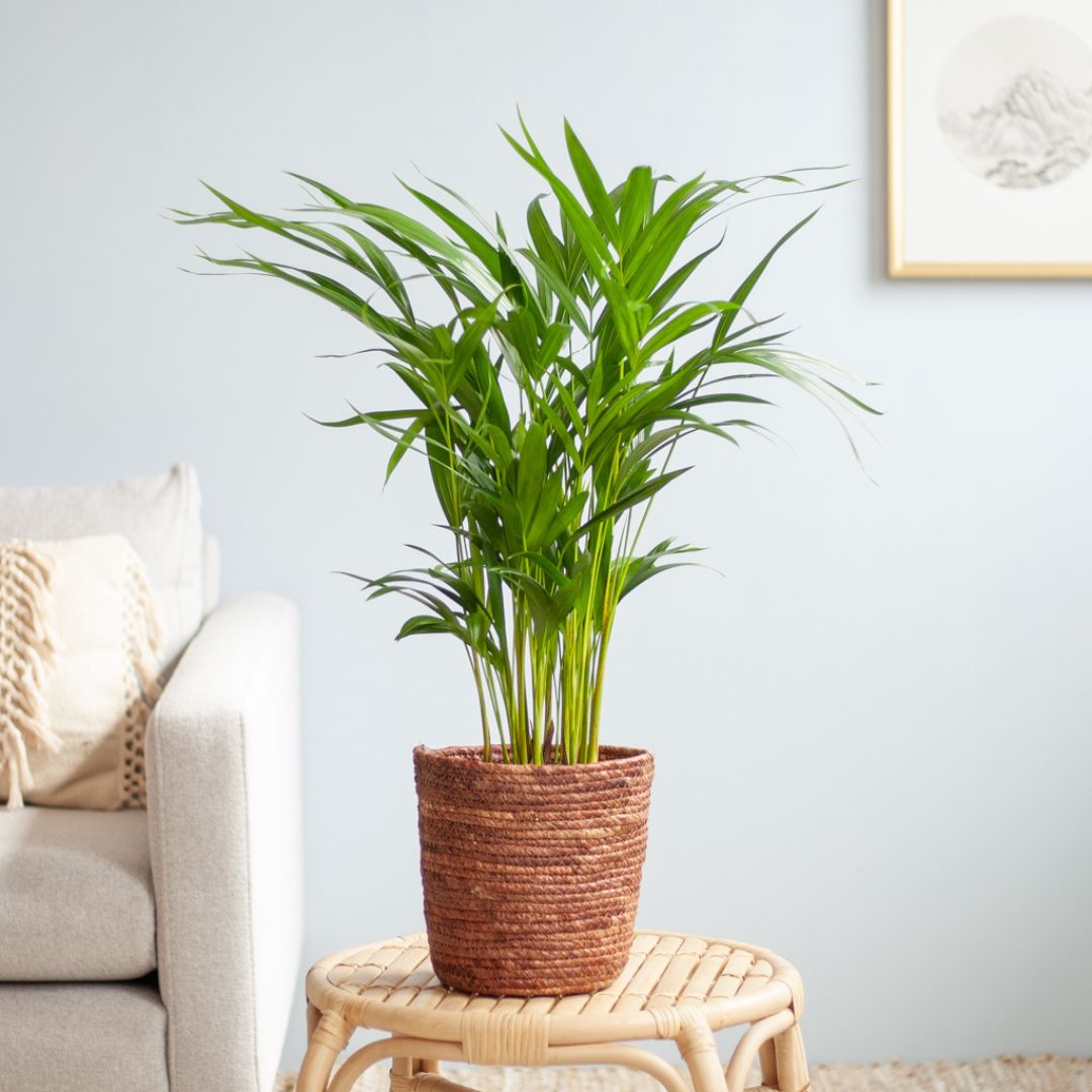 Areca verzorging