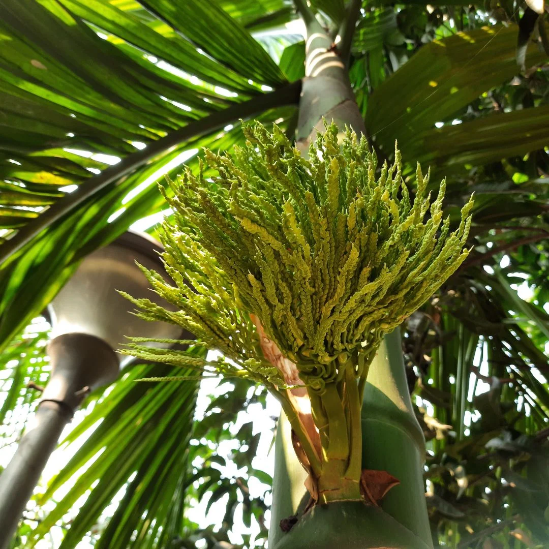 Areca palm bloemen bloei