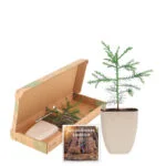 Giant-sequoia-mammoet-boom-tree-Brievenbus-bomen-boompjes-duurzaam-sustainable-groen-cadeau-gift-letterbox-trees-unique-gift-bloompost[800]-1