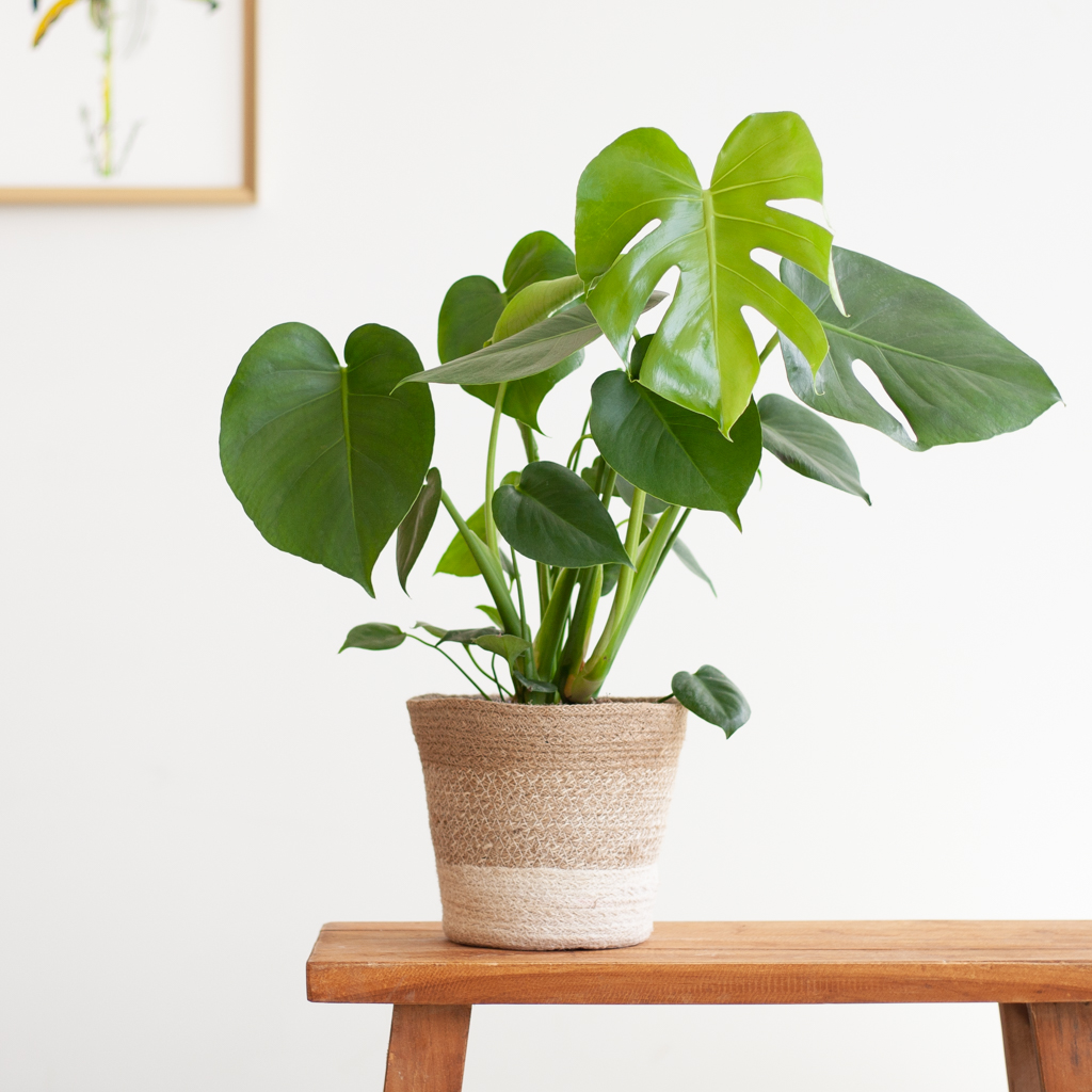 Monstera Deliciosa