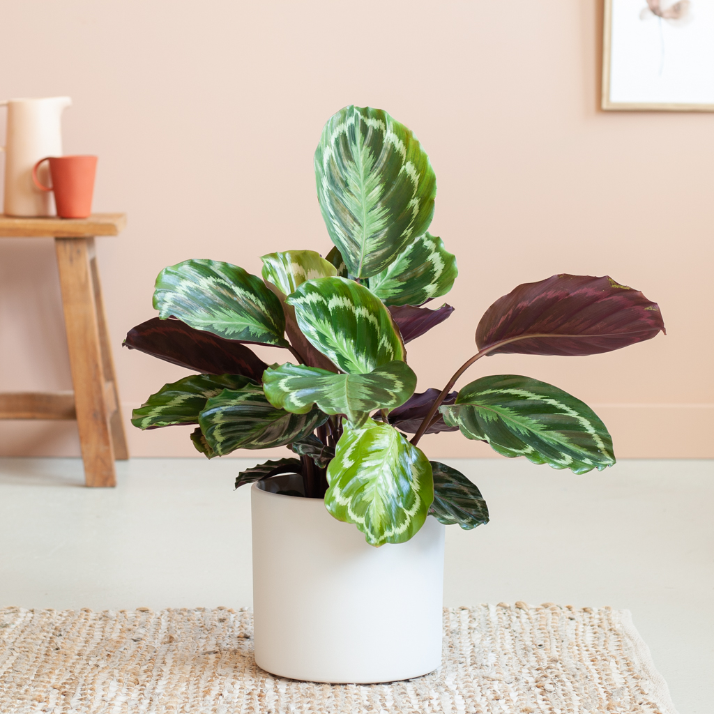 Calathea Medaillon - P19