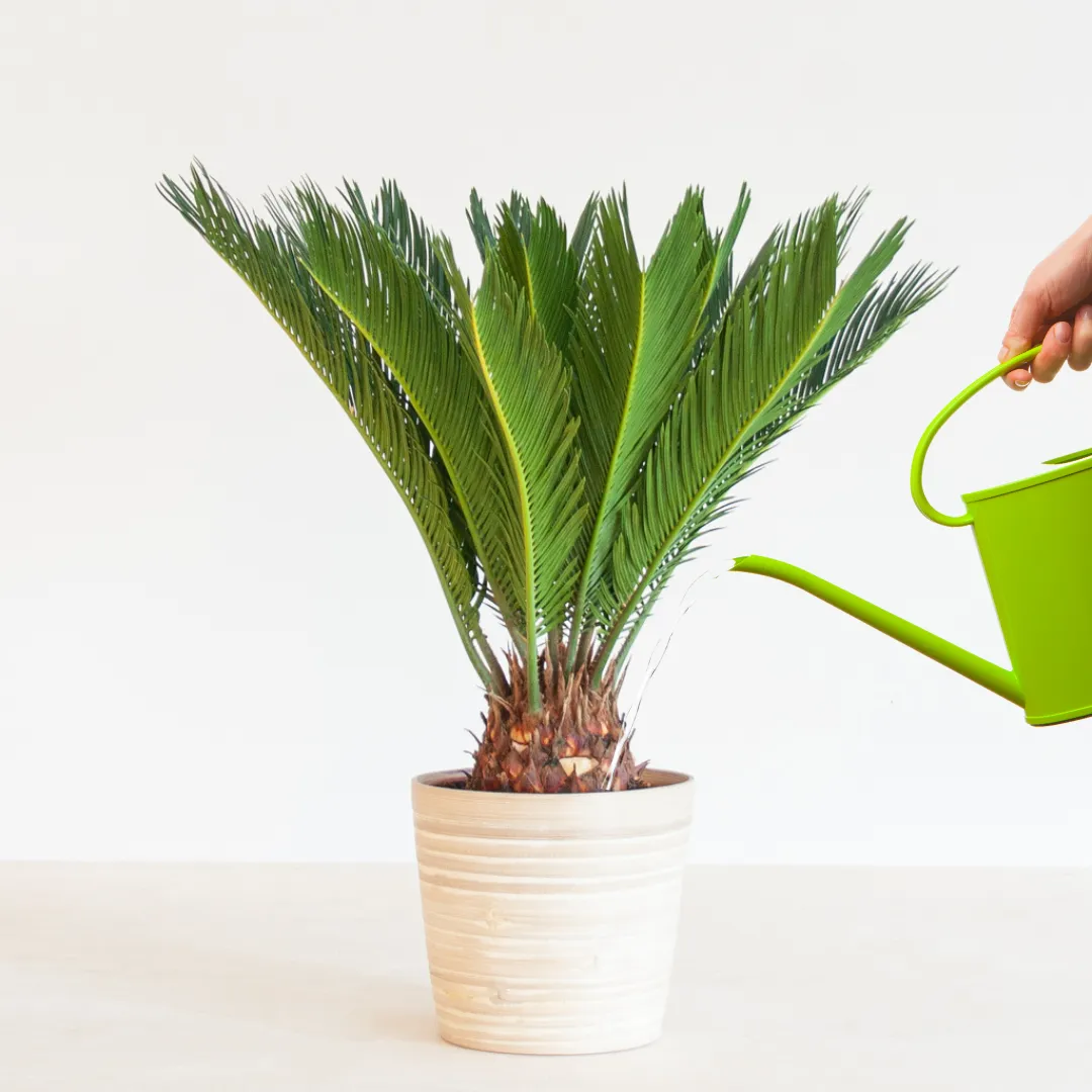 Cycas revoluta water geven