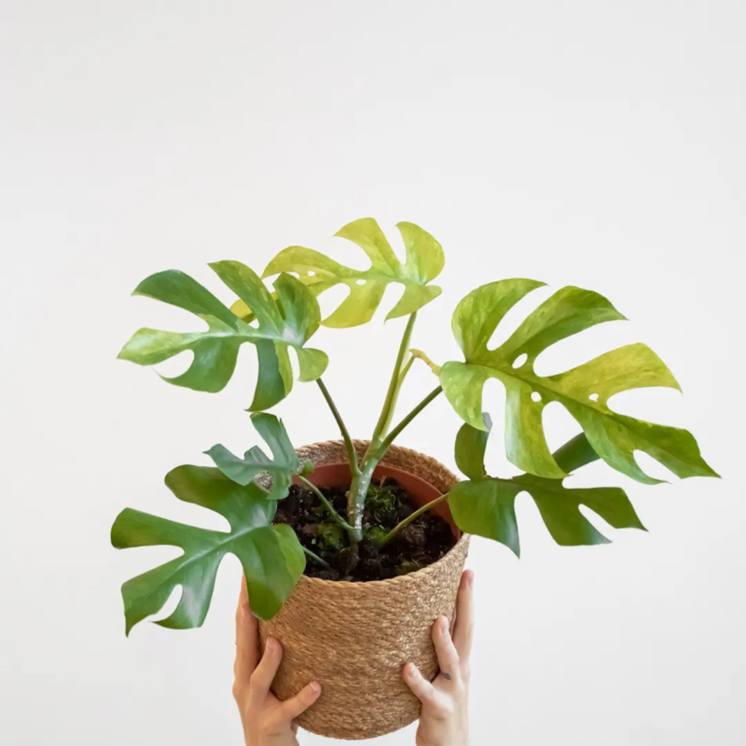 Monstera minima licht standplaats