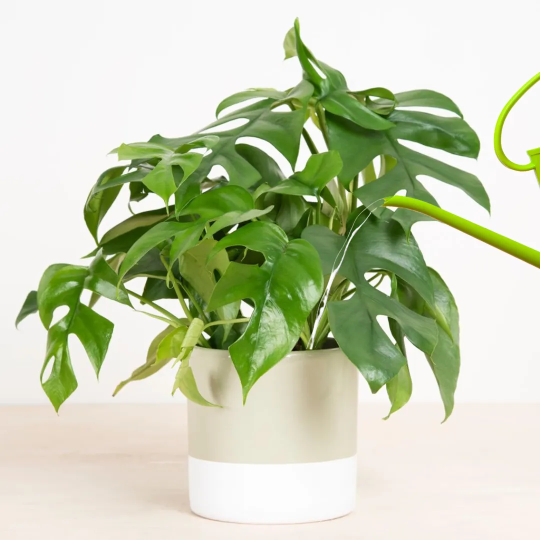 Monstera minima water geven