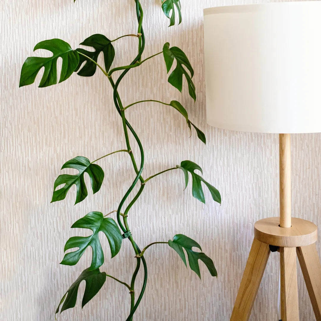 Monstera minima verzorging