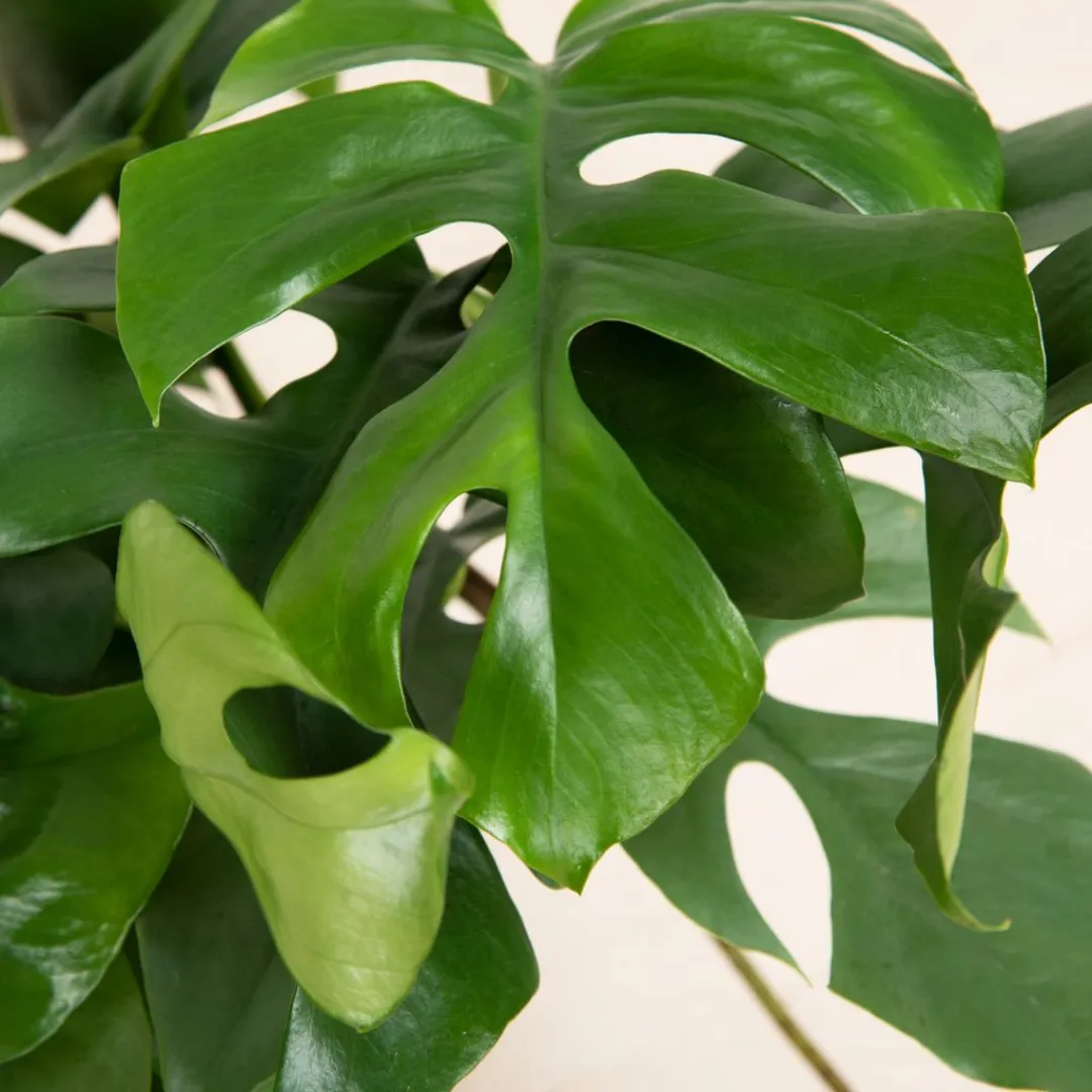 Monstera minima snoeien