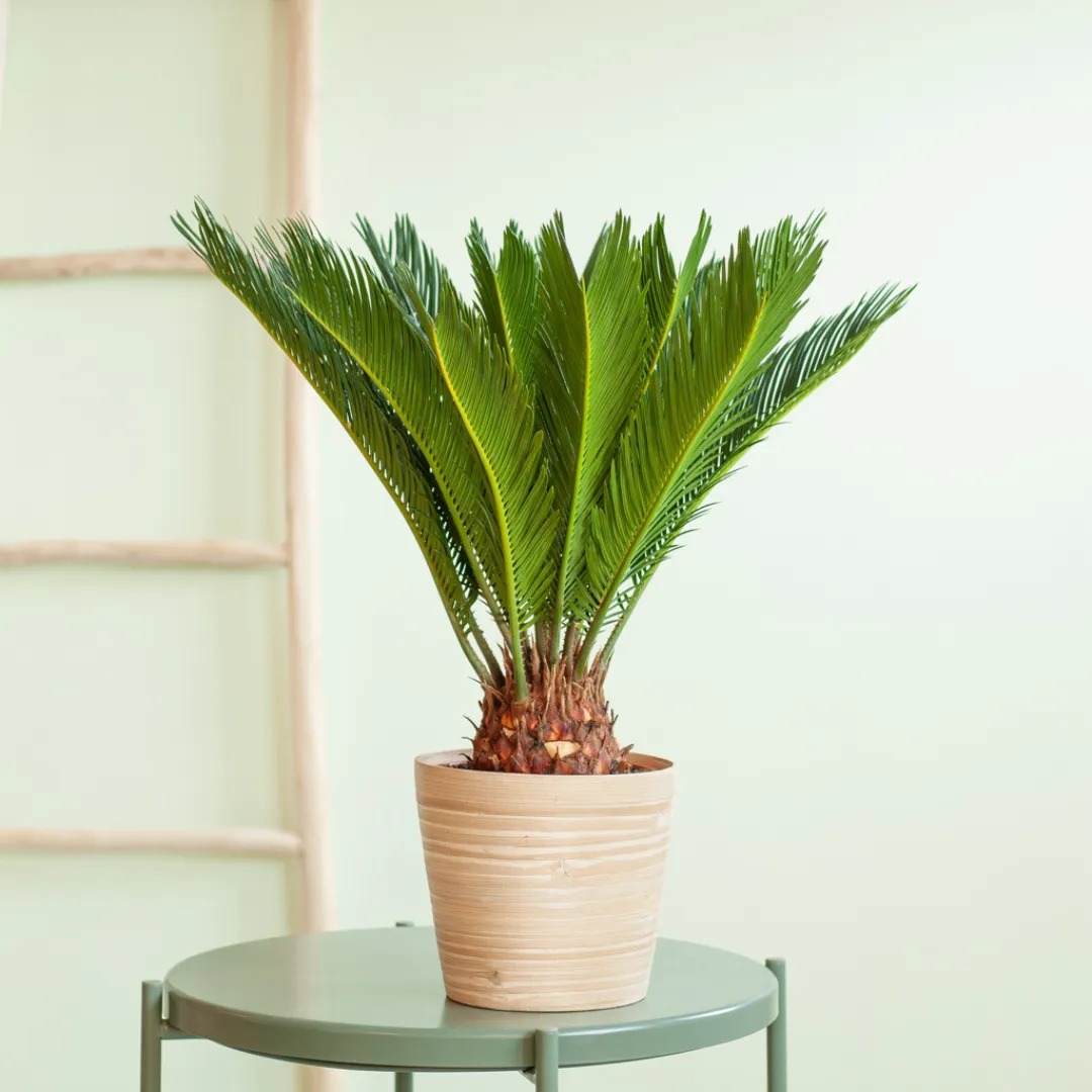 Cycas revoluta verzorging