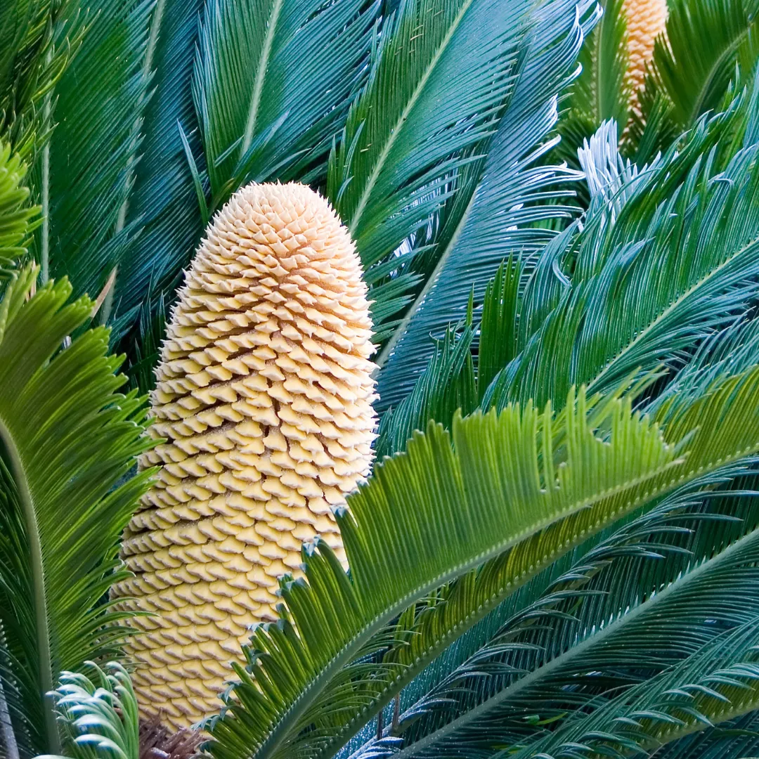 Cycas revoluta bloemen bloei