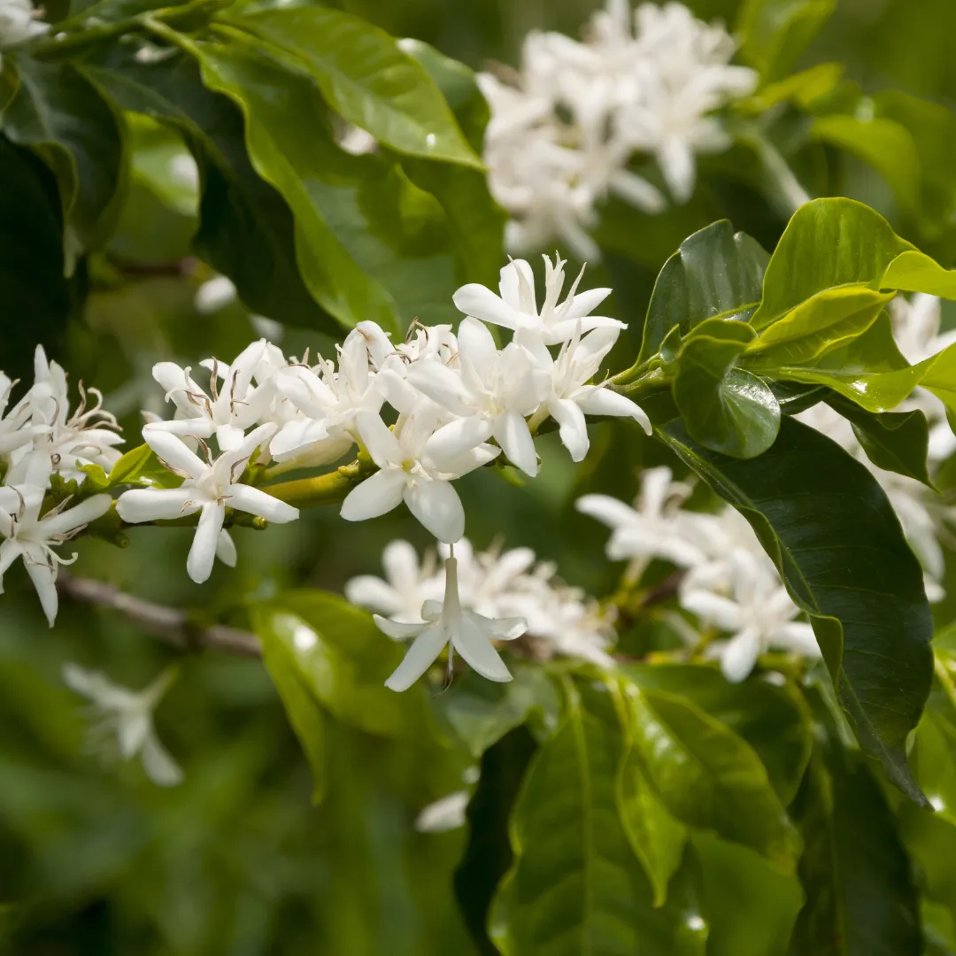 Coffea Arabica verzorgen