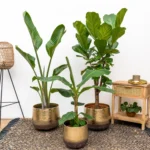 Combi deal – Ficus 160 – Augusta 150 – Bananenplant 100