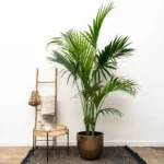 Kentia palm – 230cm