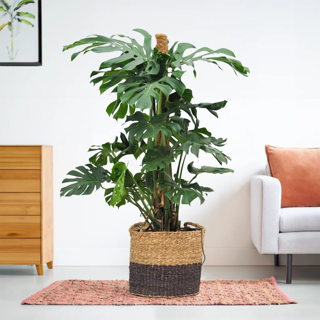 Monstera Deliciosa – Gatenplant – 140cm hoog