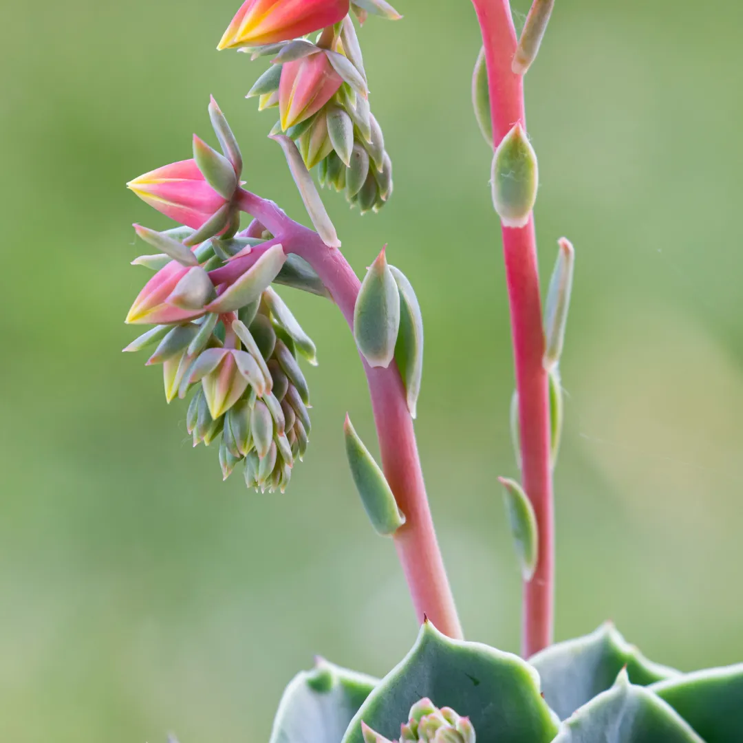 Echeveria bloei