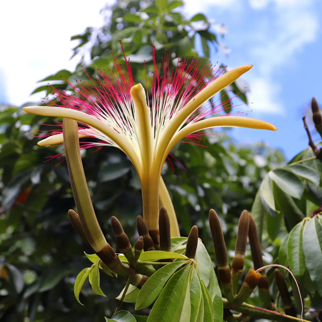 Pachira aquatica bloemen bloei