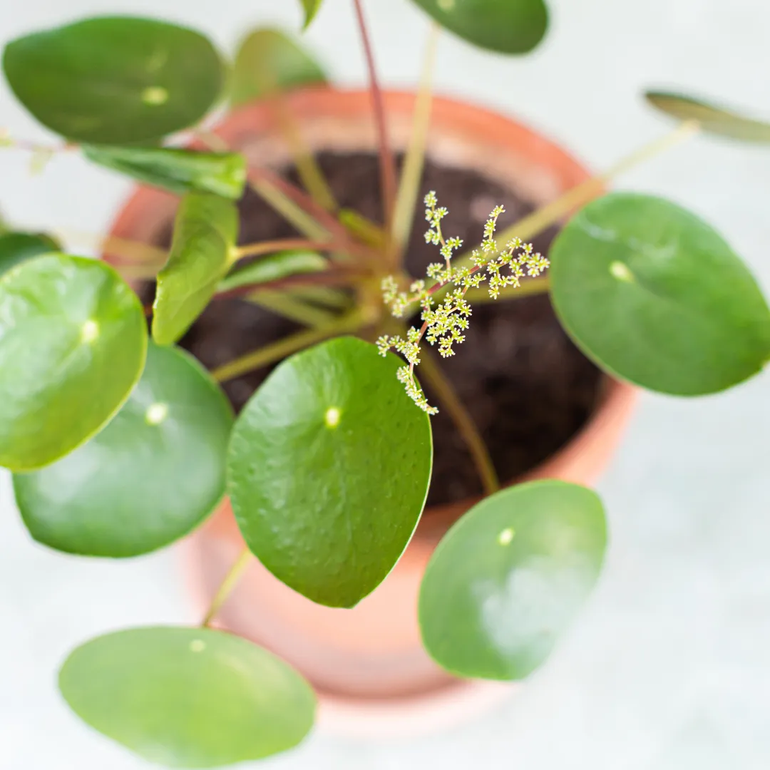 Pannenkoekplant bloemen