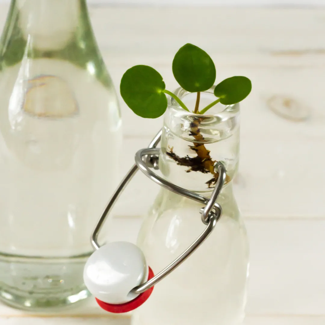 Pilea peperomioides verzorging