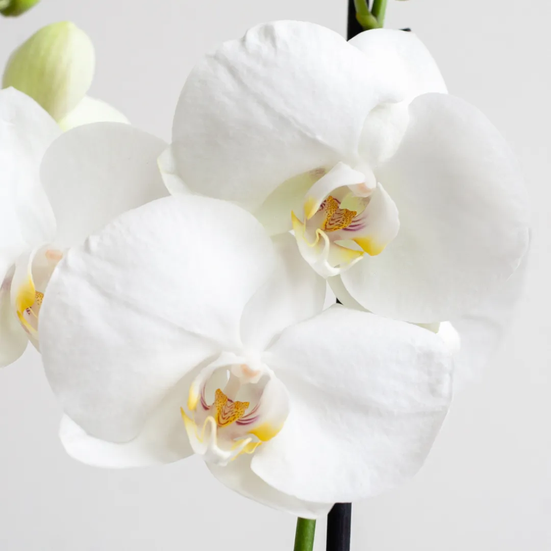 Orchidee giftig