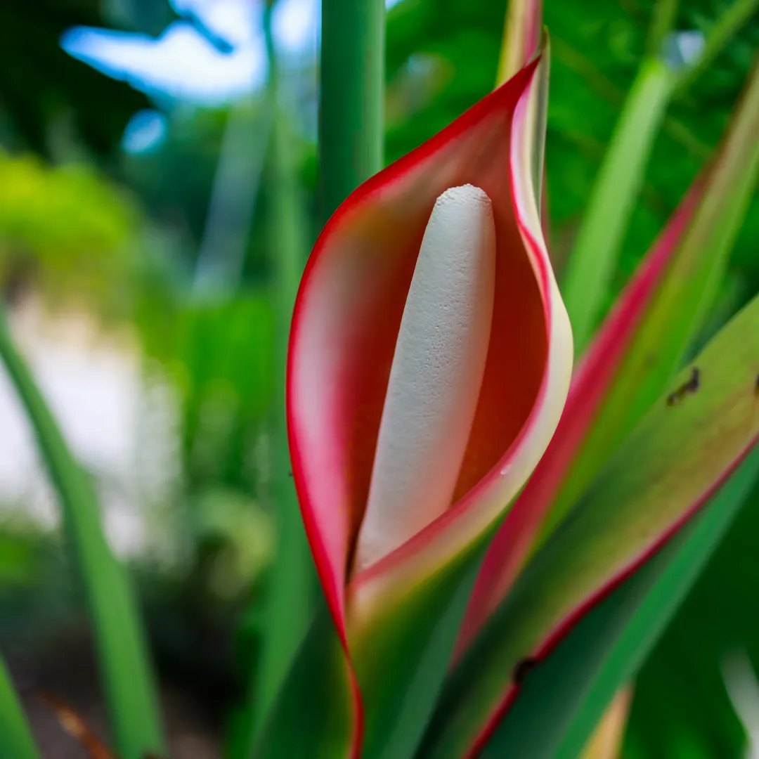 Philodendron bloei