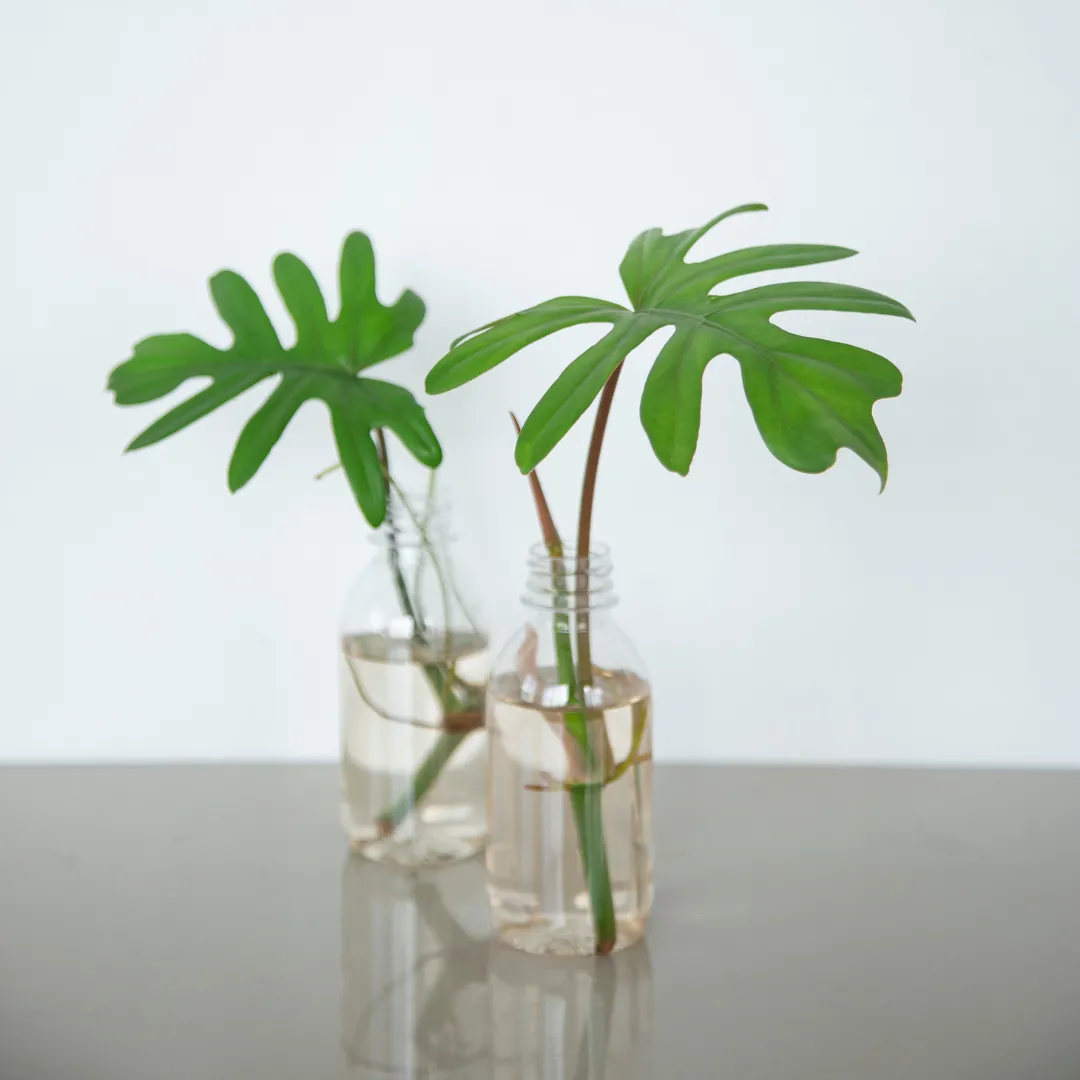 Philodendron stekken