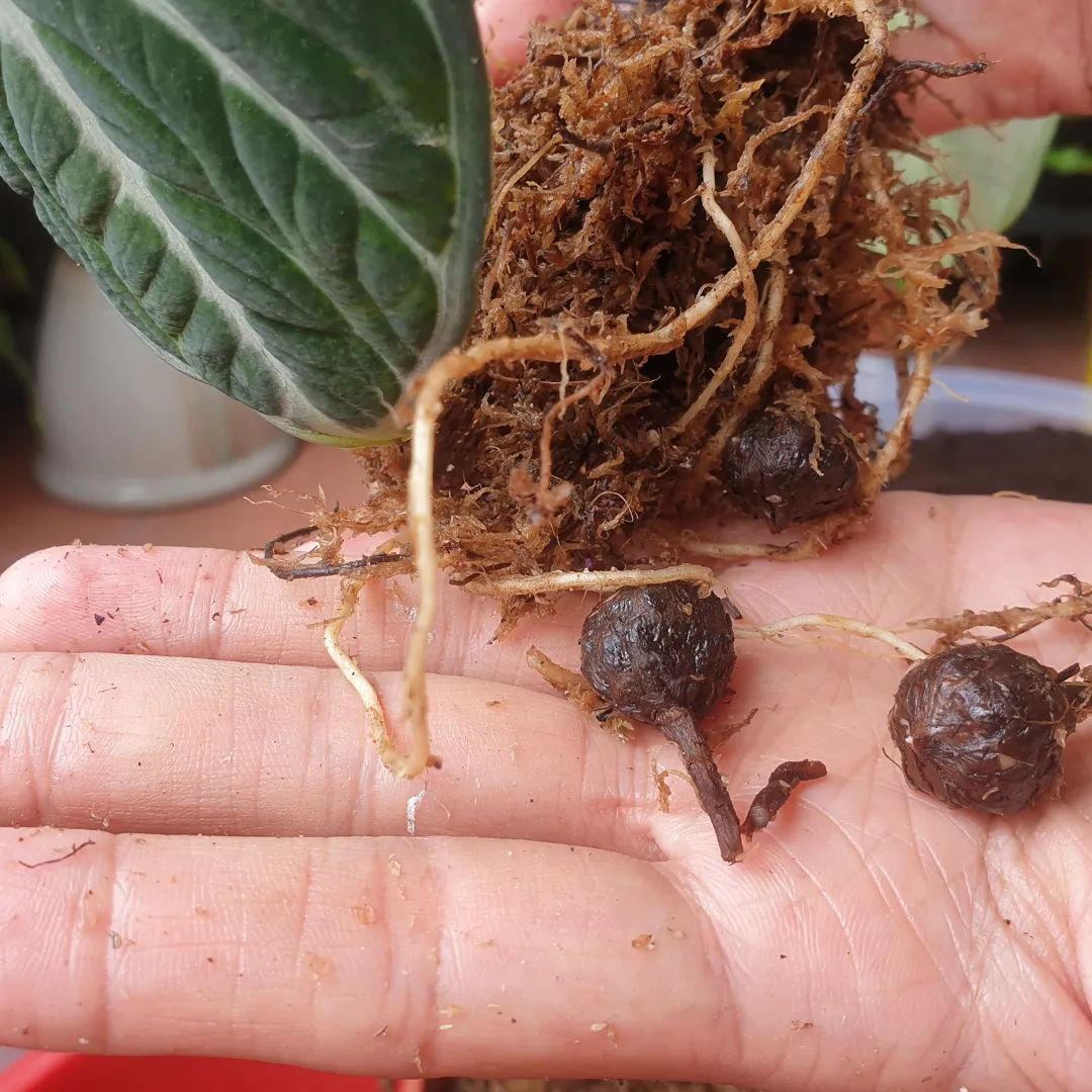 Alocasia verzorging