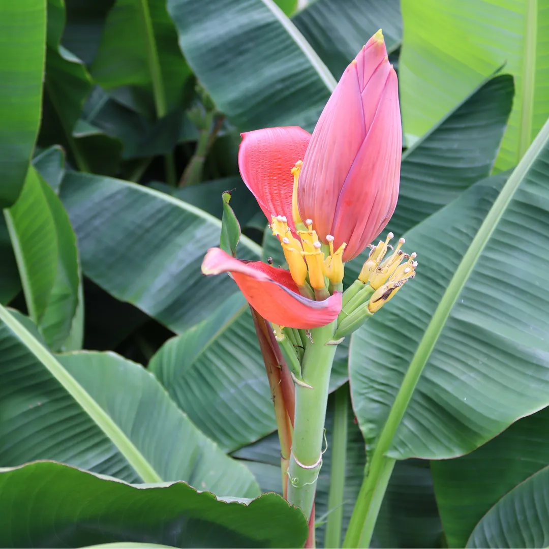 Bananenplant bloei