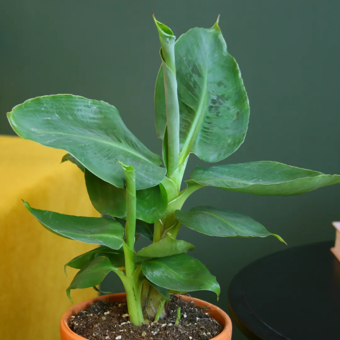 Bananenplant voeding ziektes