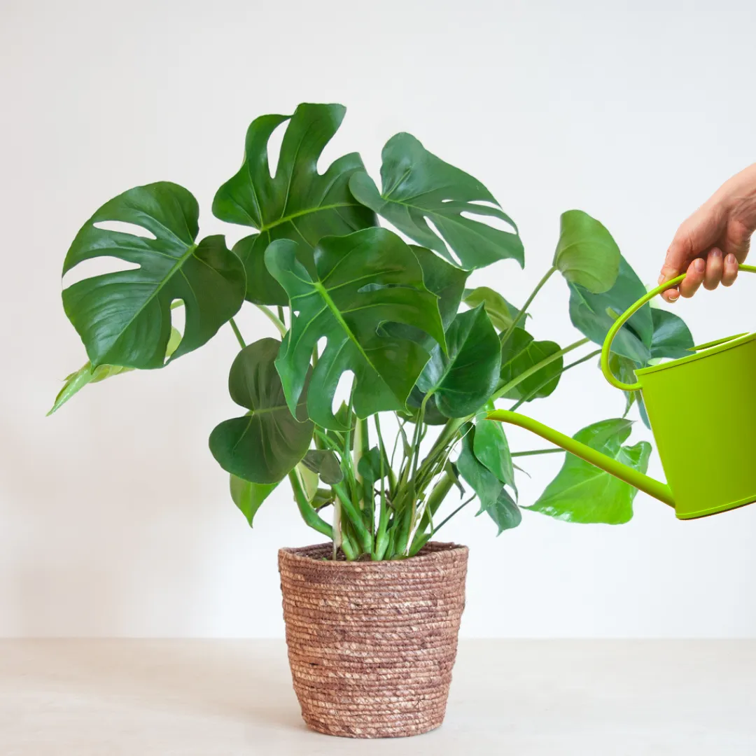 Monstera water geven